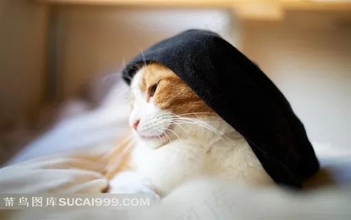 一只带帽子的小花猫