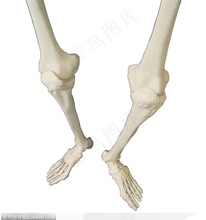 人体器官模型-人体骨骼腿部特写