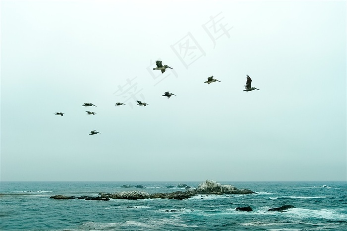 海鸥飞翔在大海和天空之间