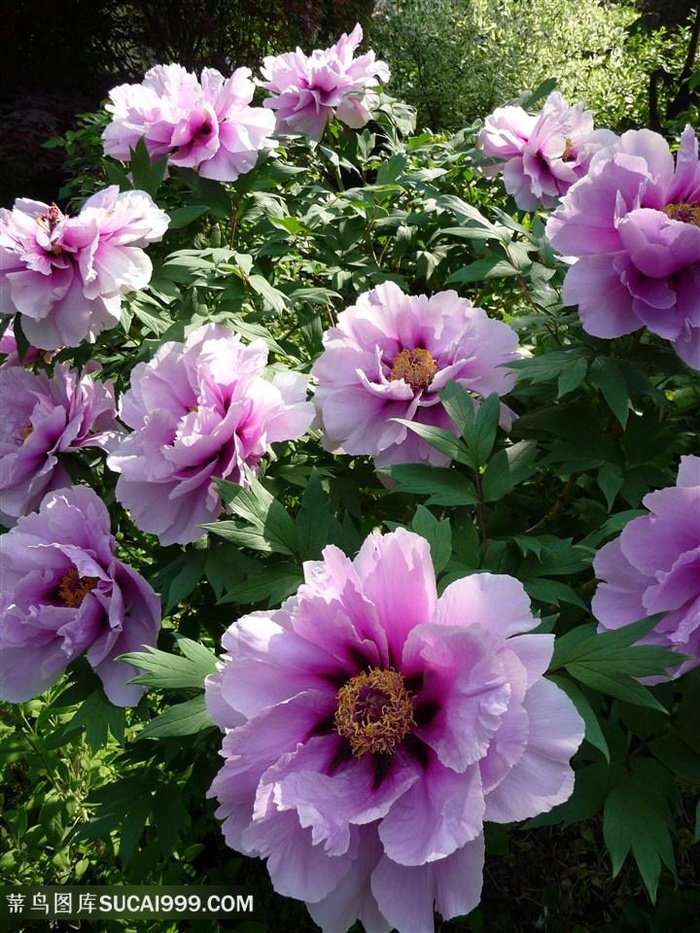 唯美紫色牡丹花鲜花图片
