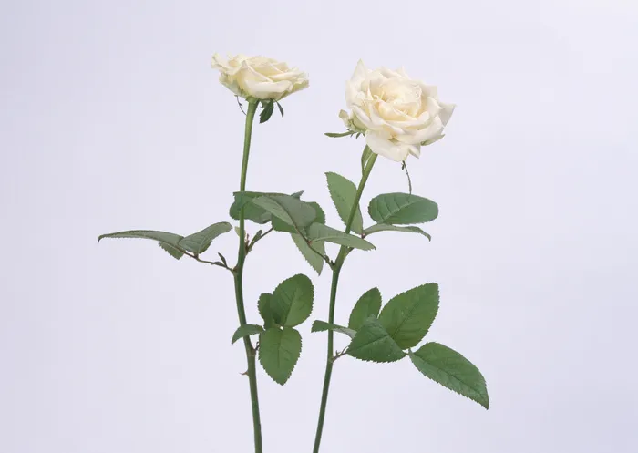 两朵白花  