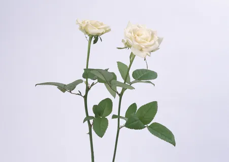 两朵白花   两朵白花