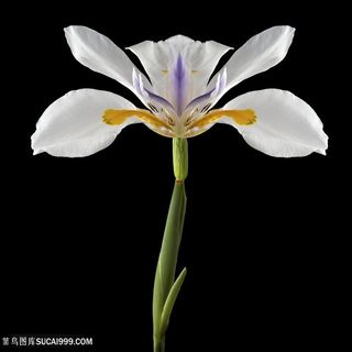 高清唯美鸢尾鲜花图片