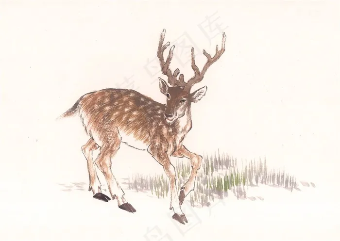 野生动物文化艺术美图素材