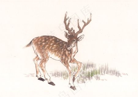 野生动物文化艺术美图素材