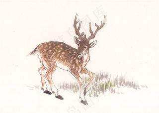 野生动物文化艺术美图素材