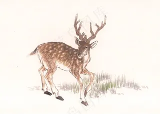 野生动物文化艺术美图素材