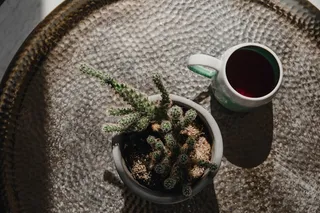 绿色仙人掌仙人球摄影素材