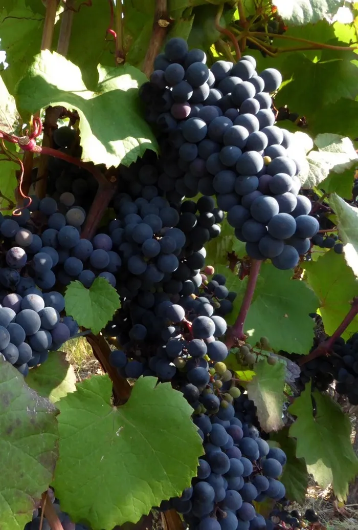 葡萄种植园里的葡萄