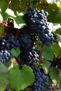 葡萄种植园里的葡萄