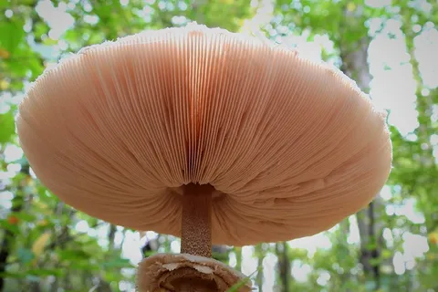 食用野生白蘑菇图片 食用野生白蘑菇图片