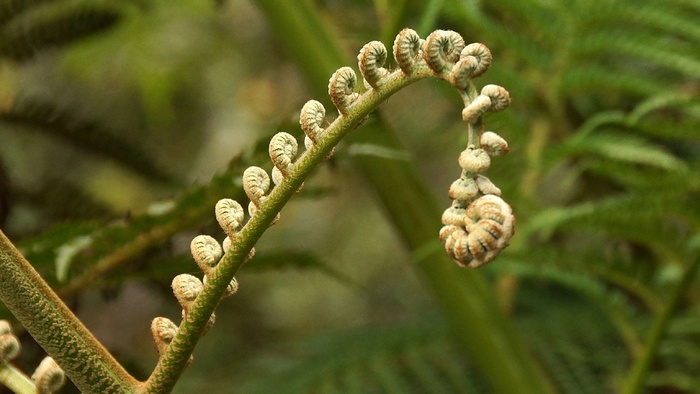 蕨类植物特写图片
