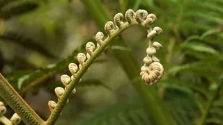 蕨类植物特写图片