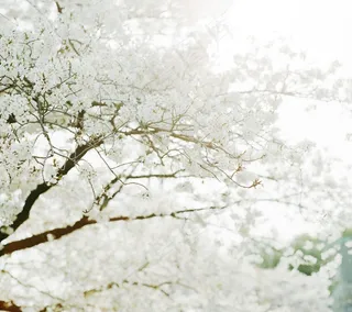 白色浪漫满满一树花朵