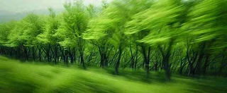 绿色树木虚幻树林摄影图