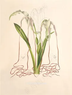 彩绘手绘兰花插画图片 彩绘手绘兰花插画图片