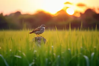 夕阳下小鸟站在树桩上草丛摄影图