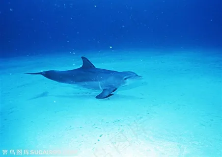 海洋生物-在海底游动微笑的海豚