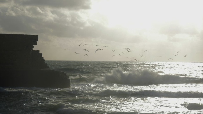 从海洋中起飞的鸟