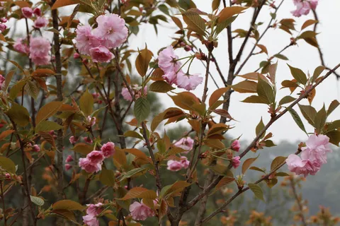 高清茶花盛开图片下载 高清茶花盛开图片下载