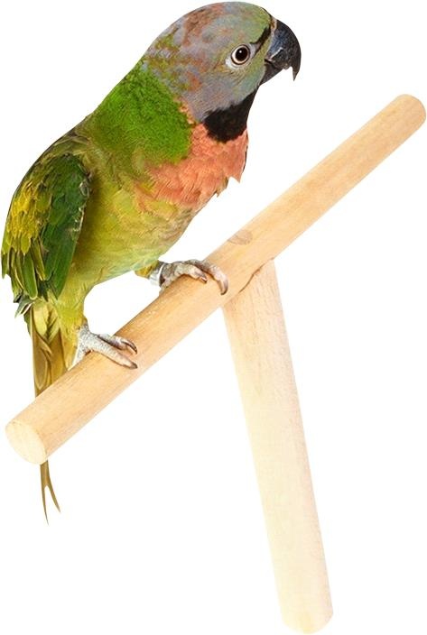 鹦鹉 PNG免抠(473x704)