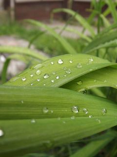 风景 露水 素材拍摄 (78) 风景 露水 素材拍摄 (78)