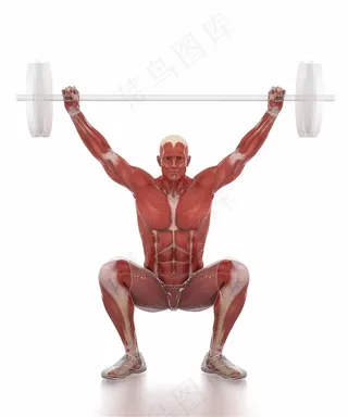 正在举重的男士肌肉图人体结构图