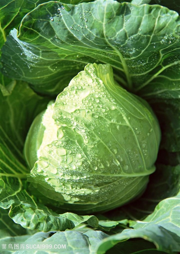 蔬菜包菜高清图片