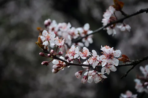 梅花枝盛开梅花花朵图片 梅花枝盛开梅花花朵图片