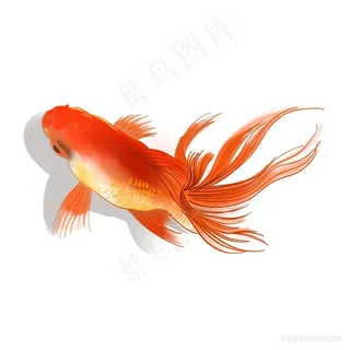 立体手绘卡通锦鲤png图片
