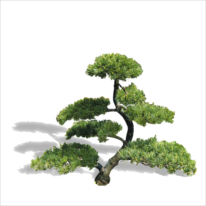 松树植物绿色