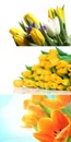 黄色郁金香鲜花摄影素材