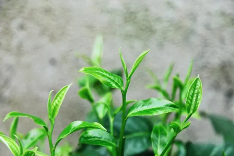 茶叶茶尖图