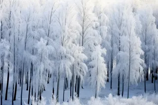 冬季雪景白雪雾凇覆盖摄影图 