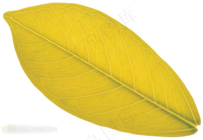 唯美一片叶子素材图片