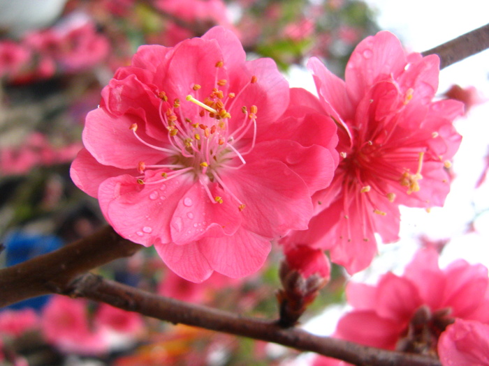 高清桃花素材图片下载