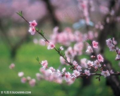 唯美高清桃花摄影图片 唯美高清桃花摄影图片