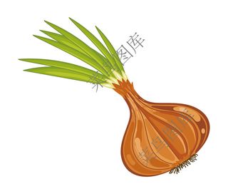 洋葱，洋葱头矢量图