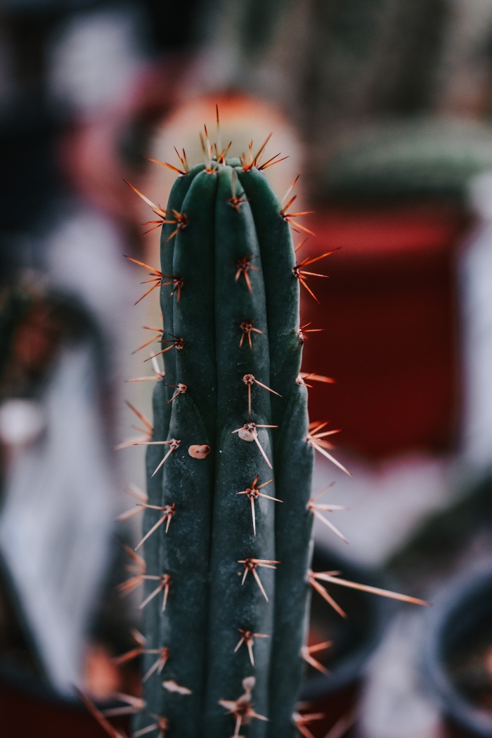 绿色仙人掌仙人球摄影素材