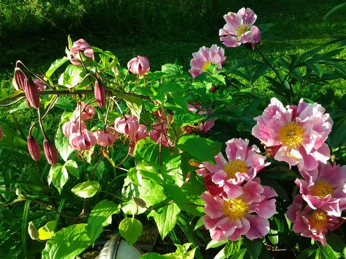 美丽的芍药花图片