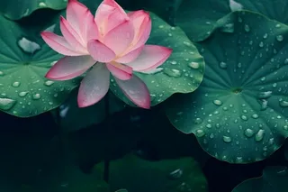 雨天荷花荷叶唯美背景