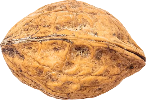 00_Walnut