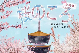 浪漫樱花节