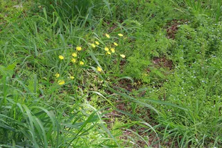 绿草从中一小片小黄花