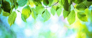 春天阳光绿叶嫩芽清新，立春春分摄影图