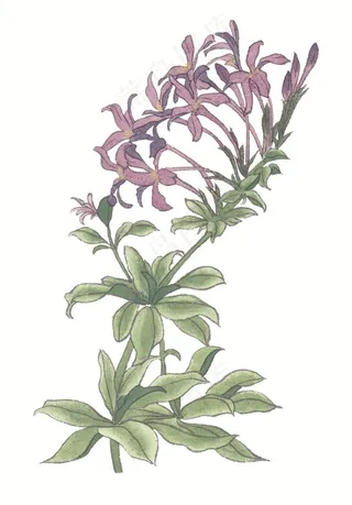 国画瓜果蔬菜鱼虾蟹大图素材