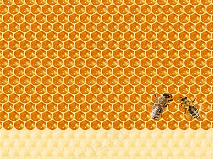 蜜蜂蜂巢背景