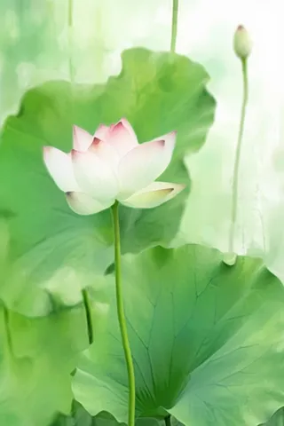 国风荷花水墨节气背景