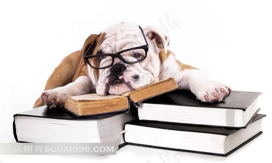 戴眼镜看书的狗狗