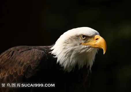 猛禽系列 - 眼神凌厉的老鹰